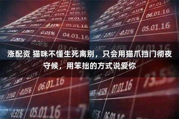 涨配资 猫咪不懂生死离别，只会用猫爪挡门彻夜守候，用笨拙的方式说爱你