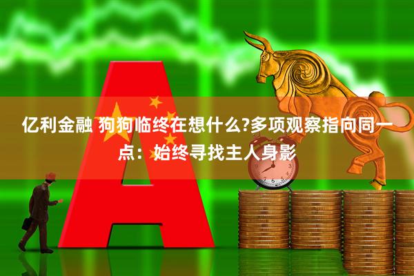亿利金融 狗狗临终在想什么?多项观察指向同一点：始终寻找主人身影